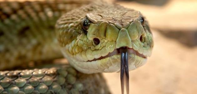 تفسير حلم ثعبان قطعت رأسه: رموز ودلالات 25D8 25AD 25D9 2584 25D9 2585 25D8 25A7 25D9 2584 25D8 25A3 25D9 2581 25D8 25B9 25D9 2589 - تفسير حلم ثعبان قطعت رأسه: رموز ودلالات