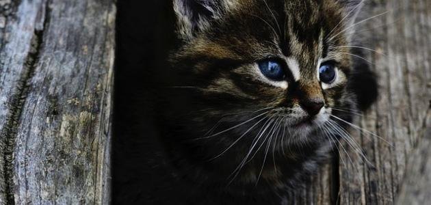 تفسير حلم قطة خربشتني للعزباء: رمزٌ أم رسالة؟ 25D8 25AD 25D9 2584 25D9 2585 25D8 25A7 25D9 2584 25D9 2582 25D8 25B7 25D8 25A9 - تفسير حلم قطة خربشتني للعزباء: رمزٌ أم رسالة؟