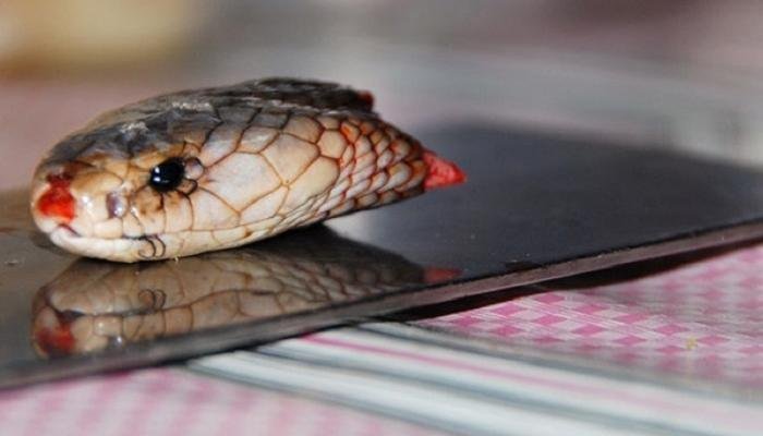 تفسير حلم ثعبان قطعت رأسه: رموز ودلالات 25D9 2582 25D8 25B7 25D8 25B9 25D8 25B1 25D8 25A3 25D8 25B3 25D8 25A7 25D9 2584 25D8 25AB 25D8 25B9 25D8 25A8 25D8 25A7 25D9 2586 25D9 2581 25D9 258A 25D8 25A7 25D9 2584 25D9 2585 25D9 2586 25D8 25A7 25D9 2585 ..jpg6680784b19c26 - تفسير حلم ثعبان قطعت رأسه: رموز ودلالات