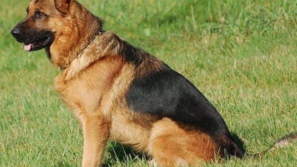 106 - تفسير حلم كلب: أسرارٌ تنبحُ في منامك