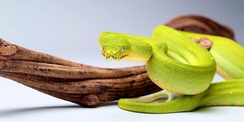 11 interpretation snake dream.jpg66628cc570afa - تفسير حلم قطع رأس أفعى خضراء: رمزية الانتصار والتجدد