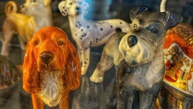 11621 d8aad981d8b3d98ad8b1 d8add984d985 d988d8acd988d8af d983d984d8a7d8a8 d8aad984d8a7d8add982d986d98a d8b1d985d988d8b2 d985d8aed981d98ad8a9 390x220 - تفسير حلم كلب جربان: رموز خفية تكشفها النفس