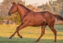 تفسير حلم حصان ابيض جميل للعزباء: بشارة أم تحذير؟