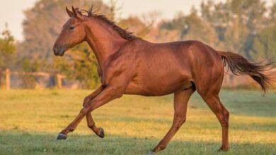 d8aad981d8b3d98ad8b1-d8add984d985-d8add8b5d8a7d986-d8a7d8a8d98ad8b6-d8acd985d98ad984-d984d984d8b9d8b2d8a8d8a7d8a1-d8a8d8b4d8a7d8b1d8a9.jpg تفسير حلم حصان ابيض جميل للعزباء: بشارة أم تحذير؟