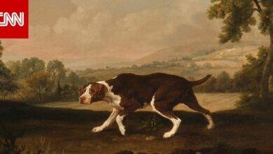 d8aad981d8b3d98ad8b1-d8add984d985-d983d984d8a8-d98ad8b9d8b6-d8abd8b9d8a8d8a7d986-d8b1d985d988d8b2-d8a7d984d8aed98ad8b1-d988d8a7d984d8b4.jpg تفسير حلم كلب يعض ثعبان: رموز الخير والشر؟