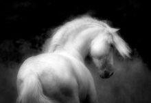 تفسير حلم حصان كبير للعزباء: رموز خفية تكشف المستقبل