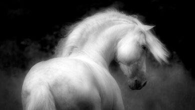 d8aad981d8b3d98ad8b1-d8add984d985-d8add8b5d8a7d986-d983d8a8d98ad8b1-d984d984d8b9d8b2d8a8d8a7d8a1-d8b1d985d988d8b2-d8aed981d98ad8a9-d8aa.jpg تفسير حلم حصان كبير للعزباء: رموز خفية تكشف المستقبل