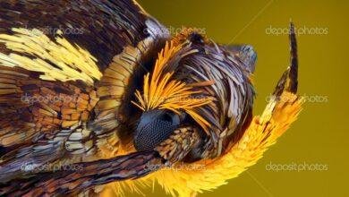 d8aad981d8b3d98ad8b1-d8add984d985-d8add8b4d8b1d8a7d8aa-d981d98a-d8a7d984d985d986d8b2d984-d8b1d8b3d8a7d8a6d984-d984d984d8b9d8b2d8a8d8a7.jpg تفسير حلم حشرات في المنزل: رسائل للعزباء؟