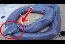 تفسير حلم أكل ثعبان حي: رموز خفية تكشفها الأحلام