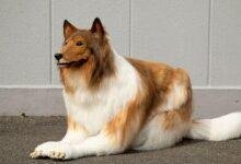 تفسير حلم كلاب للرجل: رموز مخفية ونباحات تنذر