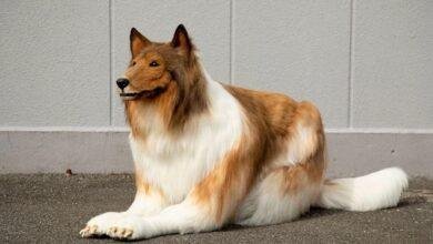 تفسير حلم كلاب للرجل: رموز مخفية ونباحات تنذر