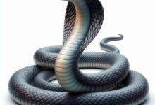 تفسير حلم دخول ثعبان من الفرج للمتزوجة: رمز دفين؟