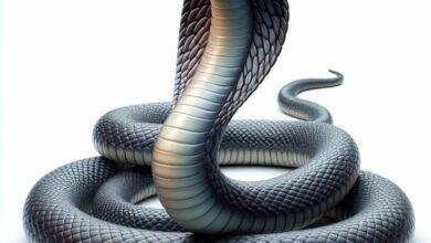 d8aad981d8b3d98ad8b1-d8add984d985-d8afd8aed988d984-d8abd8b9d8a8d8a7d986-d985d986-d8a7d984d981d8b1d8ac-d984d984d985d8aad8b2d988d8acd8a9.jpg تفسير حلم دخول ثعبان من الفرج للمتزوجة: رمز دفين؟