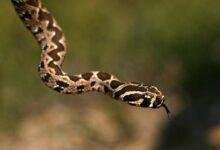 تفسير حلم خروج ثعبان من اليد اليمنى: رموز خفية؟