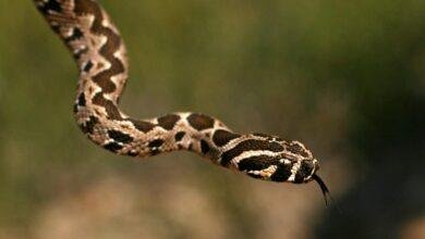 d8aad981d8b3d98ad8b1-d8add984d985-d8aed8b1d988d8ac-d8abd8b9d8a8d8a7d986-d985d986-d8a7d984d98ad8af-d8a7d984d98ad985d986d989-d8b1d985d988.jpg تفسير حلم خروج ثعبان من اليد اليمنى: رموز خفية؟