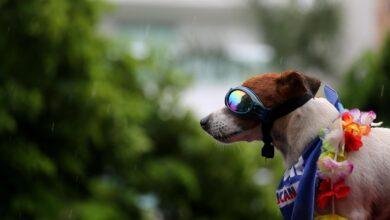 d8aad981d8b3d98ad8b1-d8add984d985-d8b1d8a4d98ad8a9-d983d984d8a7d8a8-d8aad987d8a7d8acd985d986d98a-d984d984d8b9d8b2d8a8d8a7d8a1-d8b1d8b3.JPG تفسير حلم رؤية كلاب تهاجمني للعزباء: رسائل خفية؟