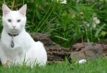 15217 d8aad981d8b3d98ad8b1 d8add984d985 d982d8b7d8a9 d8a8d98ad8b6d8a7d8a1 d8aad8add8a8d986d98a d8b1d985d8b2 d8a7d984d8b3d984d8a7d985 d8a3d985 220x150 - تفسير حلم قطة بيضاء للحامل: بشارة أم تحذير؟