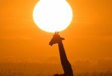 تفسير حلم كلاب مريضة 15363 d8aad981d8b3d98ad8b1 d8add984d985 d983d984d8a8 d988d981d98a d8afd984d8a7d984d8a7d8aa d8a7d984d988d981d8a7d8a1 d981d98a d8b9d8a7d984d985 220x150 - تفسير حلم كلاب مريضة