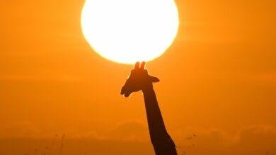 d8aad981d8b3d98ad8b1-d8add984d985-d983d984d8a8-d988d981d98a-d8afd984d8a7d984d8a7d8aa-d8a7d984d988d981d8a7d8a1-d981d98a-d8b9d8a7d984d985.jpg تفسير حلم كلب وفي: دلالات الوفاء في عالم الأحلام