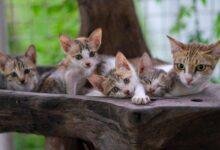 15382 d8aad981d8b3d98ad8b1 d8add984d985 d982d8b7d8a9 d8b4d982d8b1d8a7d8a1 d984d984d8b9d8b2d8a8d8a7d8a1 d8b1d985d8b2d98c d985d98fd8a8d987d985 220x150 - تفسير حلم دخول قطه سوداء للمنزل