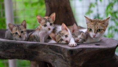 تفسير حلم قطة شقراء للعزباء: رمزٌ مُبهم أم بشارة؟