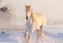 تفسير حلم حصان ابيض في البيت: رمز للخير؟