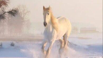 d8aad981d8b3d98ad8b1-d8add984d985-d8add8b5d8a7d986-d8a7d8a8d98ad8b6-d981d98a-d8a7d984d8a8d98ad8aa-d8b1d985d8b2-d984d984d8aed98ad8b1d89f.jpg تفسير حلم حصان ابيض في البيت: رمز للخير؟