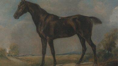 تفسير حلم قيادة عربة حصان: رحلة بين الواقع والرمز