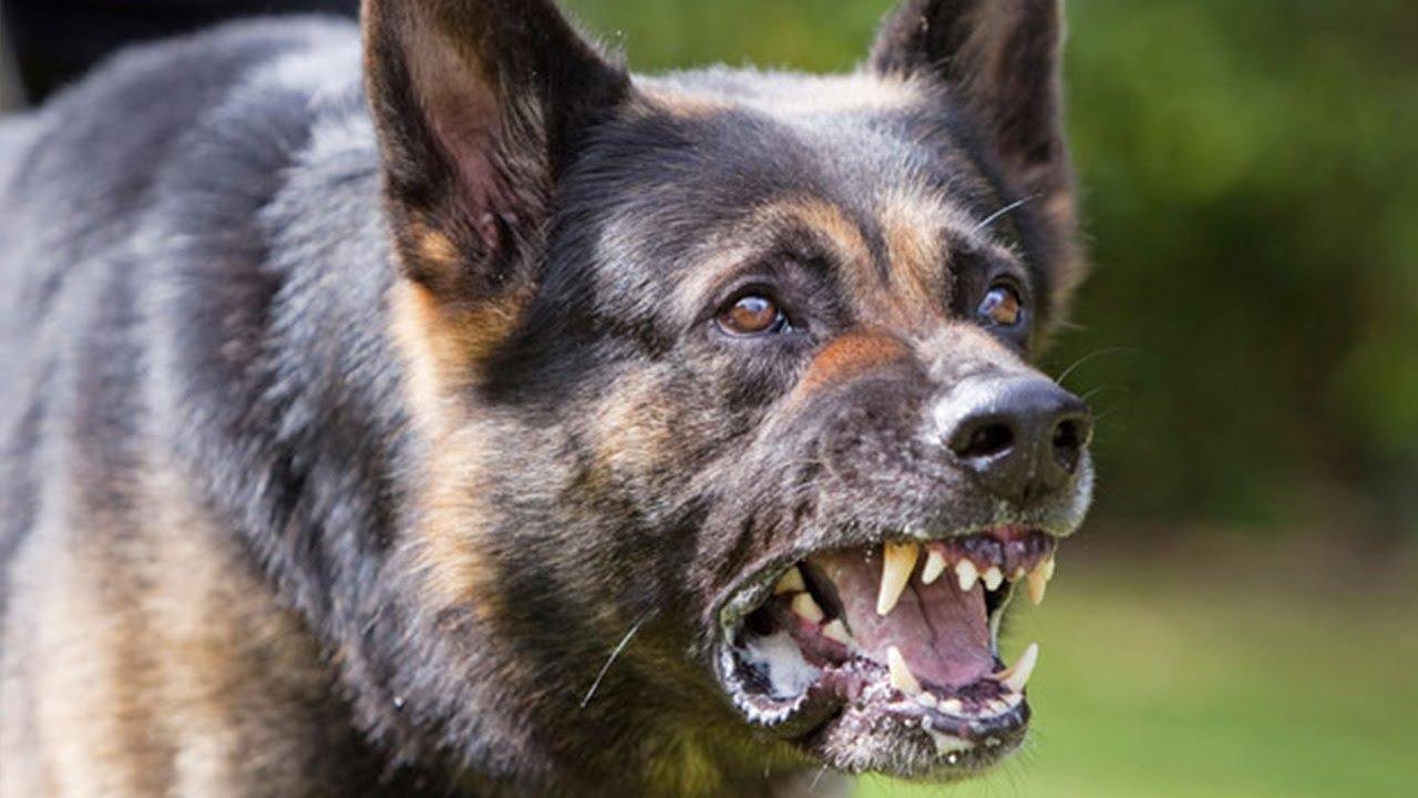 1663690415 20 kartin 1709 084323 - تفسير حلم كلب: أسرارٌ تنبحُ في منامك