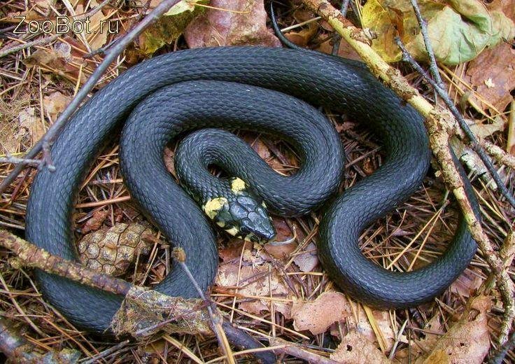 تفسير حلم ثعبان ابيض في غرفة النوم: أسرارٌ مُخبأة؟ 1c8977cd90aeeef9cdfc271e96221439 - تفسير حلم ثعبان ابيض في غرفة النوم: أسرارٌ مُخبأة؟