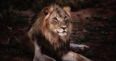 2022011808050151.jpg688fd71425101 - غابة الرؤى: هجوم الأسد في المنام ماذا يعني؟