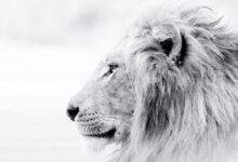 3 information about explanation seeing lion dream.jpg6655ea070396e.jpg68a8b08885274 220x150 - تفسير حلم تربية اسد في البيت