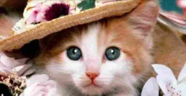 تفسير حلم قطة تأكل دجاج: رموز خفية؟ 4 11 - تفسير حلم قطة تأكل دجاج: رموز خفية؟