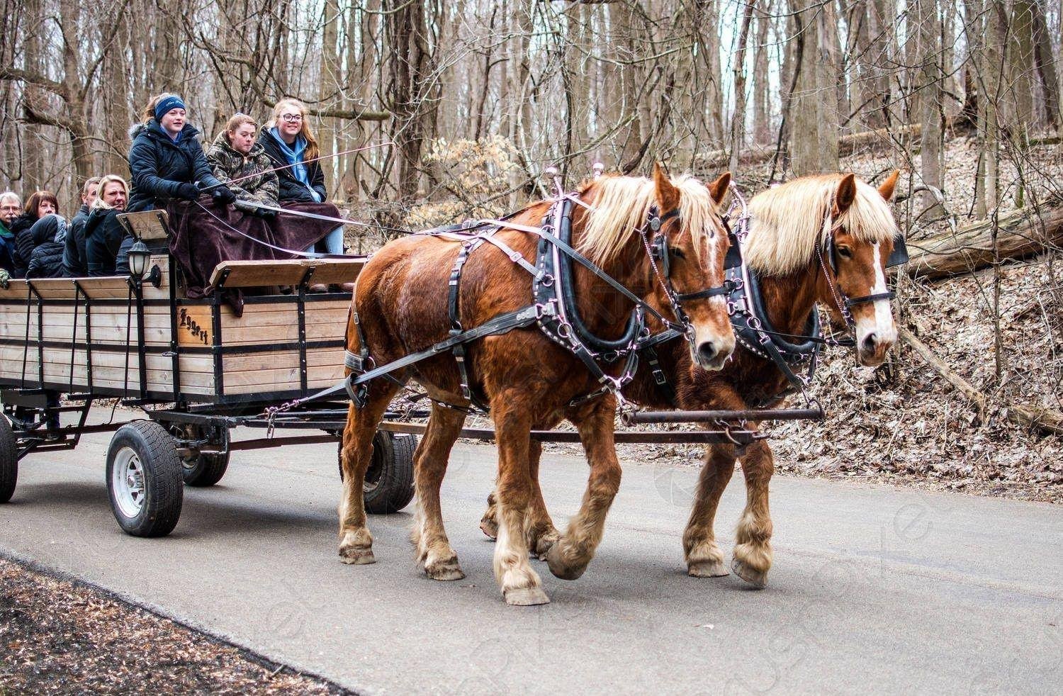 551823d3d9.jpg6652b758bc760 - تفسير حلم قيادة عربة حصان: رحلة بين الواقع والرمز