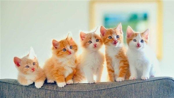 643 - تفسير حلم قطة تخدشني في رجلي: رموز خفية؟