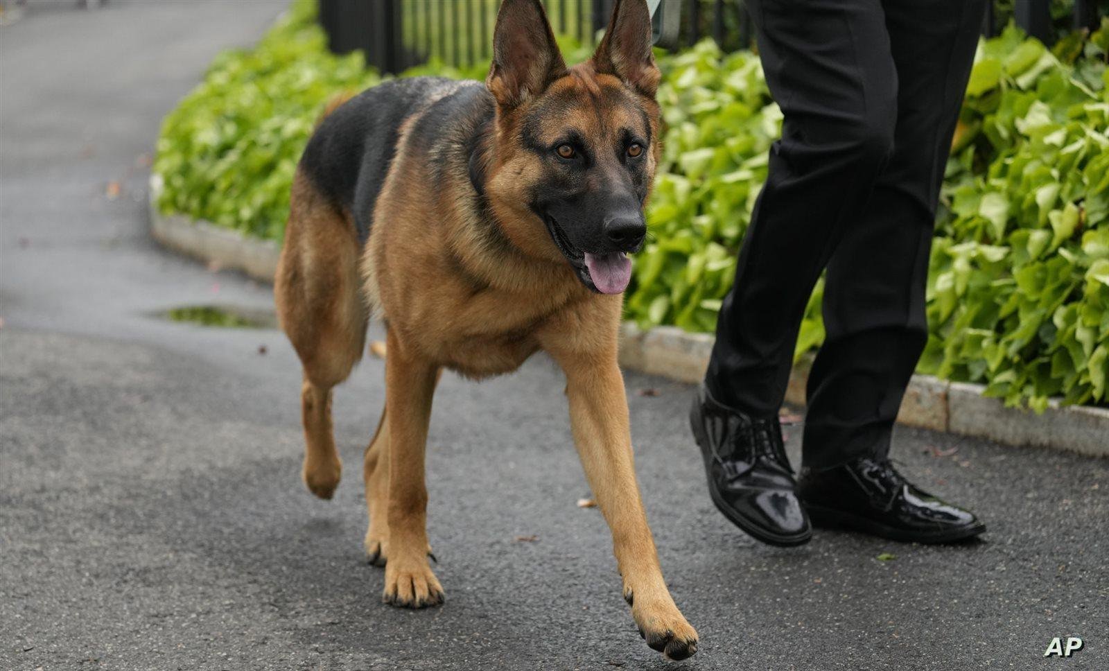 تفسير حلم هجوم كلب بدون عض: رموز خفية؟ 652 - تفسير حلم هجوم كلب بدون عض: رموز خفية؟