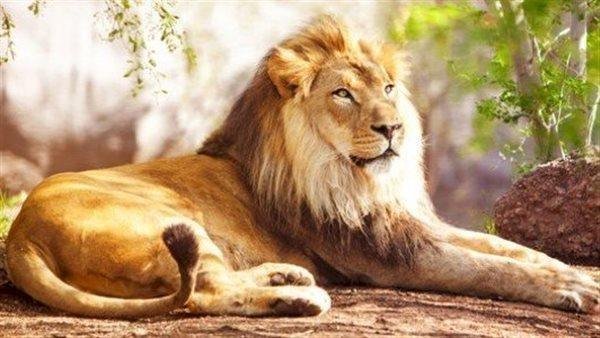 735 - غابة الرؤى: هجوم الأسد في المنام ماذا يعني؟