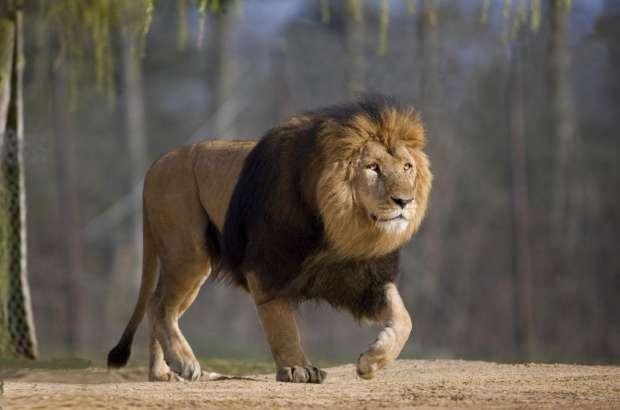 7559977611691663879 - غابة الرؤى: هجوم الأسد في المنام ماذا يعني؟