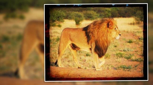 معركة الأحلام: ماذا يعني شجارك مع الأسد؟ 7c2932a3 7db2 493f 90df 8275f10ed50c.jpg66394bfd015c9 - معركة الأحلام: ماذا يعني شجارك مع الأسد؟