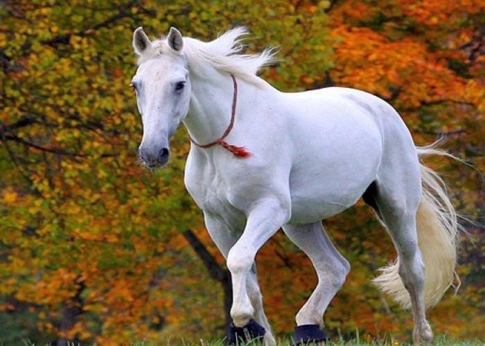 تفسير حلم حصان ابيض جميل للعزباء: بشارة أم تحذير؟ 8 25D8 25AD 25D8 25B5 25D8 25A7 25D9 2586 2520 25D8 25A7 25D8 25A8 25D9 258A 25D8 25B6.jpg6640d3e09eb36 - تفسير حلم حصان ابيض جميل للعزباء: بشارة أم تحذير؟