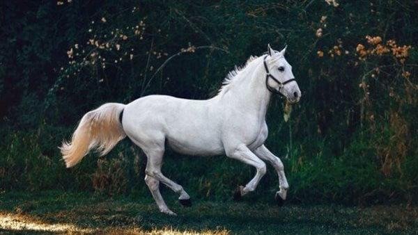 تفسير حلم حصان ذهبي: رمزٌ مضيء في منامك؟ 886.jpg688fbbc49352f - تفسير حلم حصان ذهبي: رمزٌ مضيء في منامك؟