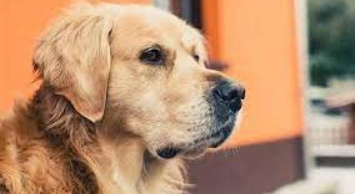 SltBA.jpg66592b377d3dd.jpg688f7bd2df699 - تفسير حلم كلب ضخم يطاردني: رمزٌ مخفي؟