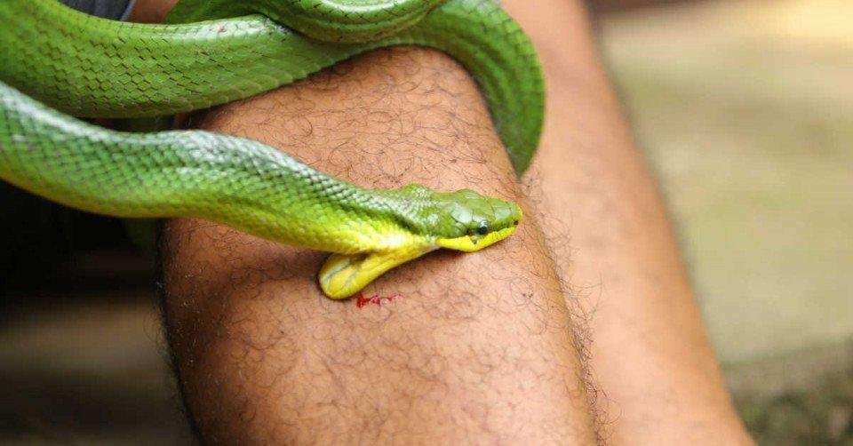 تفسير حلم افعى تلدغ شخص: رموز خفية تكشفها aqdseainjih83 article.jpg666a4c399da63 - تفسير حلم افعى تلدغ شخص: رموز خفية تكشفها