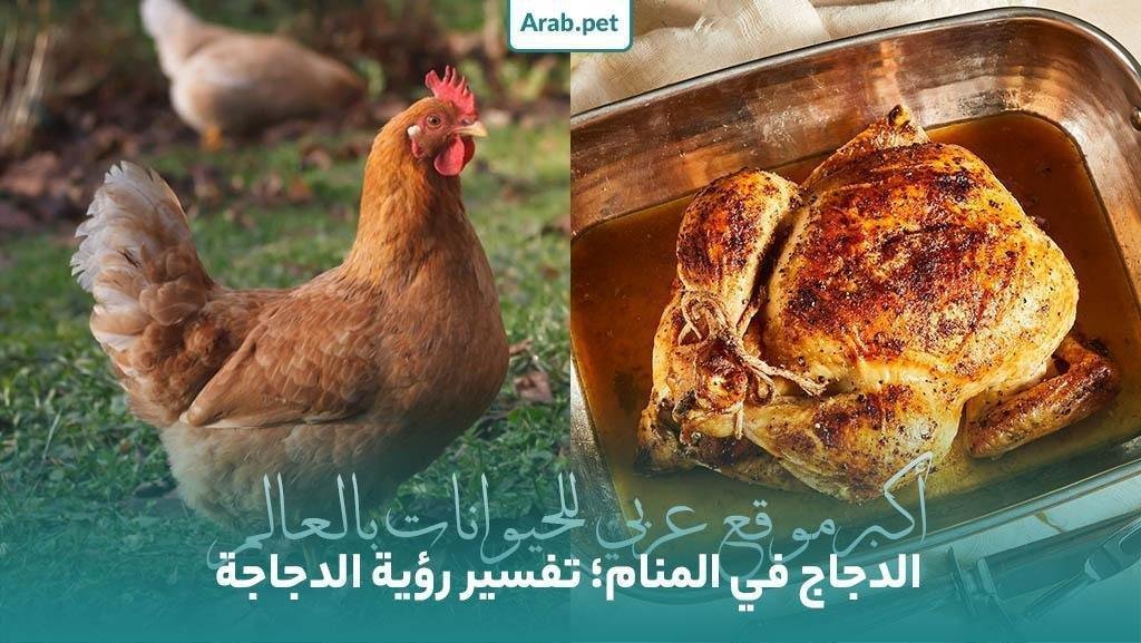 تفسير حلم قطة تأكل دجاج: رموز خفية؟ chicken dream interpretation - تفسير حلم قطة تأكل دجاج: رموز خفية؟