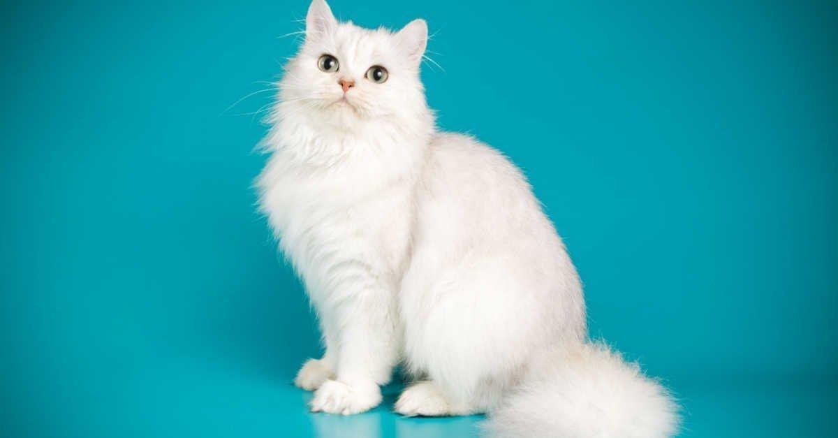 dmcciljvhyz61 article.jpg664f820002647 - تفسير حلم قطة عيونها زرقاء: غموضٌ ساحرٌ في المنام