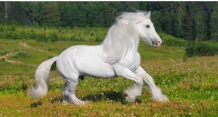 تفسير حلم حصان ابيض في البيت: رمز للخير؟ elaosboa97854 2 - تفسير حلم حصان ابيض في البيت: رمز للخير؟