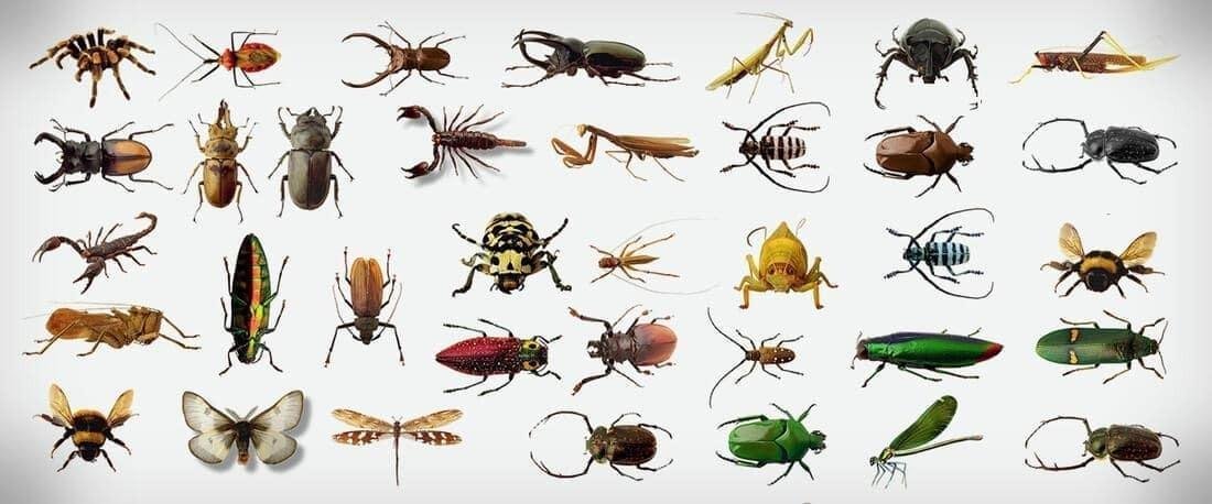 تفسير حلم حشرات في المنزل: رسائل للعزباء؟ image 2022 08 18T152935.496.jpg6653632280fb5 - تفسير حلم حشرات في المنزل: رسائل للعزباء؟