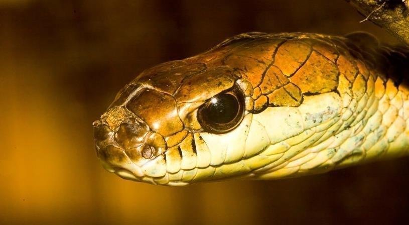 تفسير حلم ثعبان يلتف حول طفلي: دلالات ورموز خفية img 200619014657 84 landing001.jpg66eeb1820f3a1 - تفسير حلم ثعبان يلتف حول طفلي: دلالات ورموز خفية