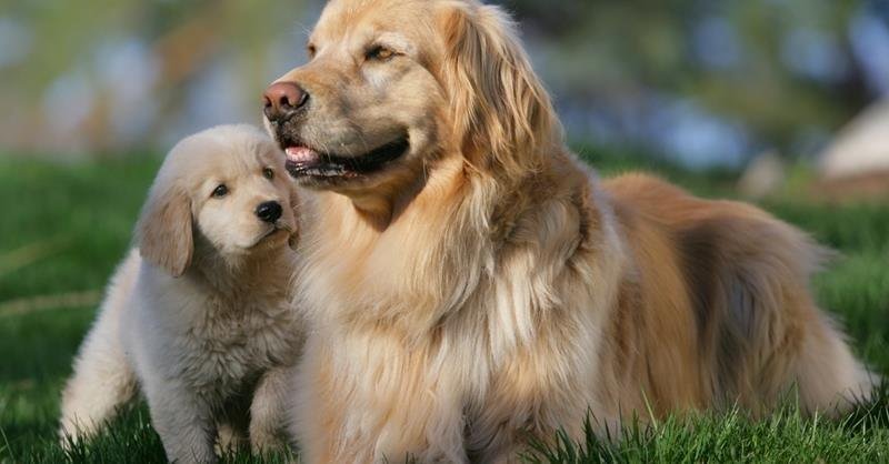 img 200805055543 94 landing004 - تفسير حلم كلاب جائعة للعزباء: رموز خفية؟