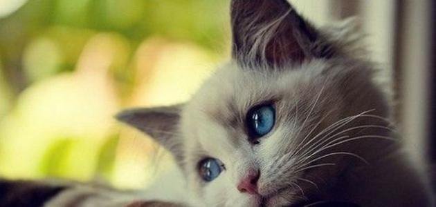 تفسير حلم قطة تأكل دجاج: رموز خفية؟ inbound3071059385478164949 - تفسير حلم قطة تأكل دجاج: رموز خفية؟